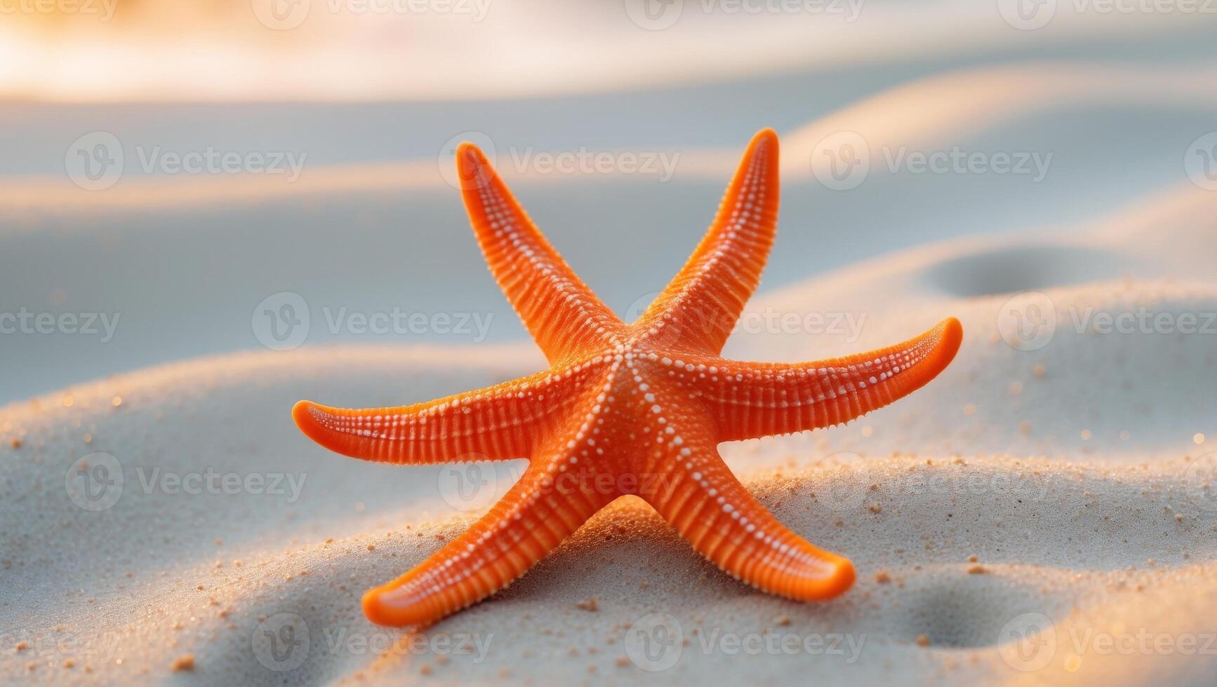 A starfish is sitting on the sand at sunset photo