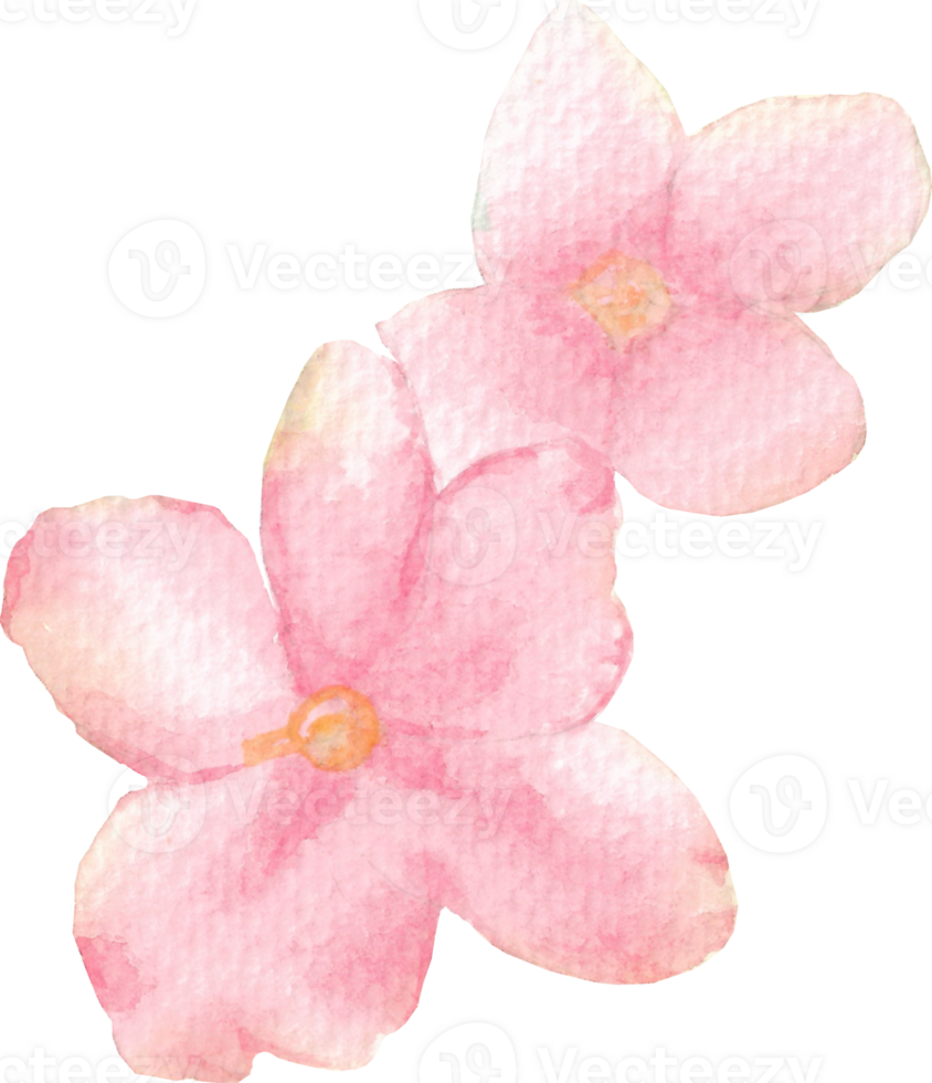 African Violet Flower in Pink Watercolor Hand-Painted, Two Pink Beautiful Flowers Art png
