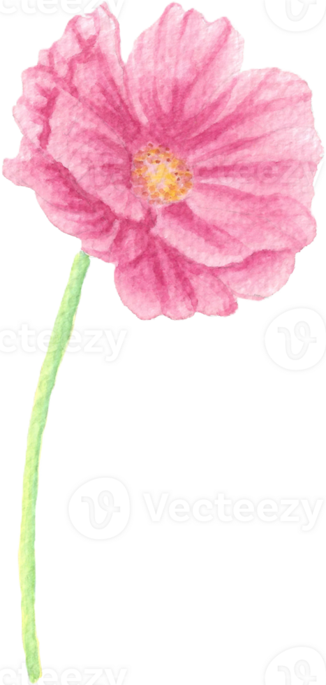 Garden Cosmos Flower in Pink Flower Watercolor Hand Painted Flora Art png