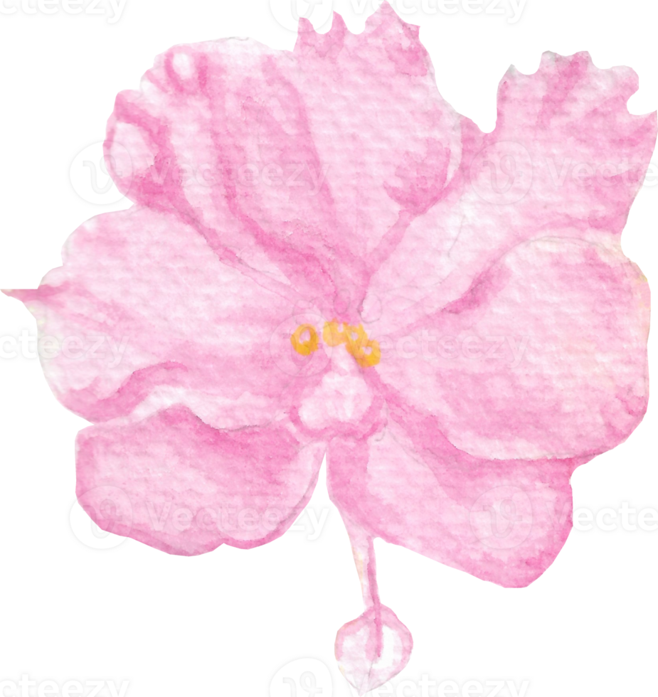 African Violet Flower in Pink Color Watercolor Hand Painted Art png