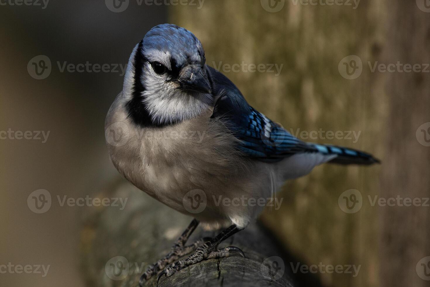 Blue Jay Perched on Fence photo