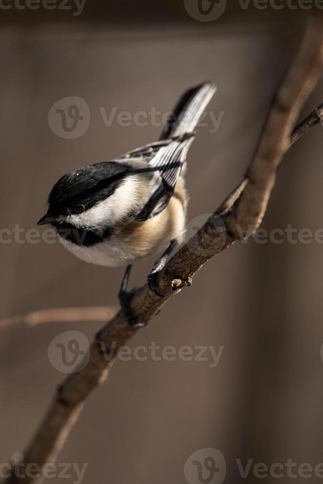 Black-Capped Chickadee Perched on a branch photo