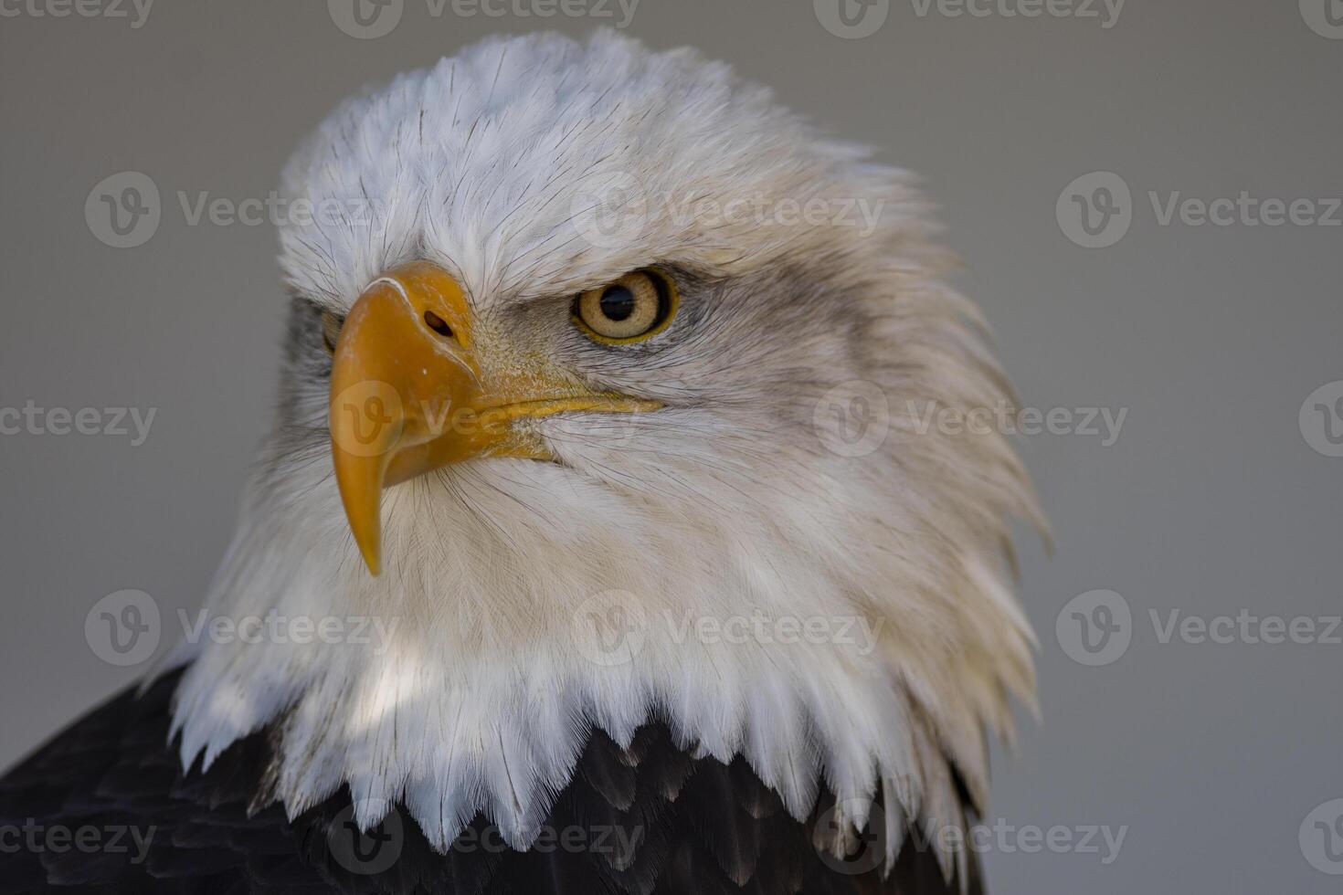Bald Eagle Portrait photo
