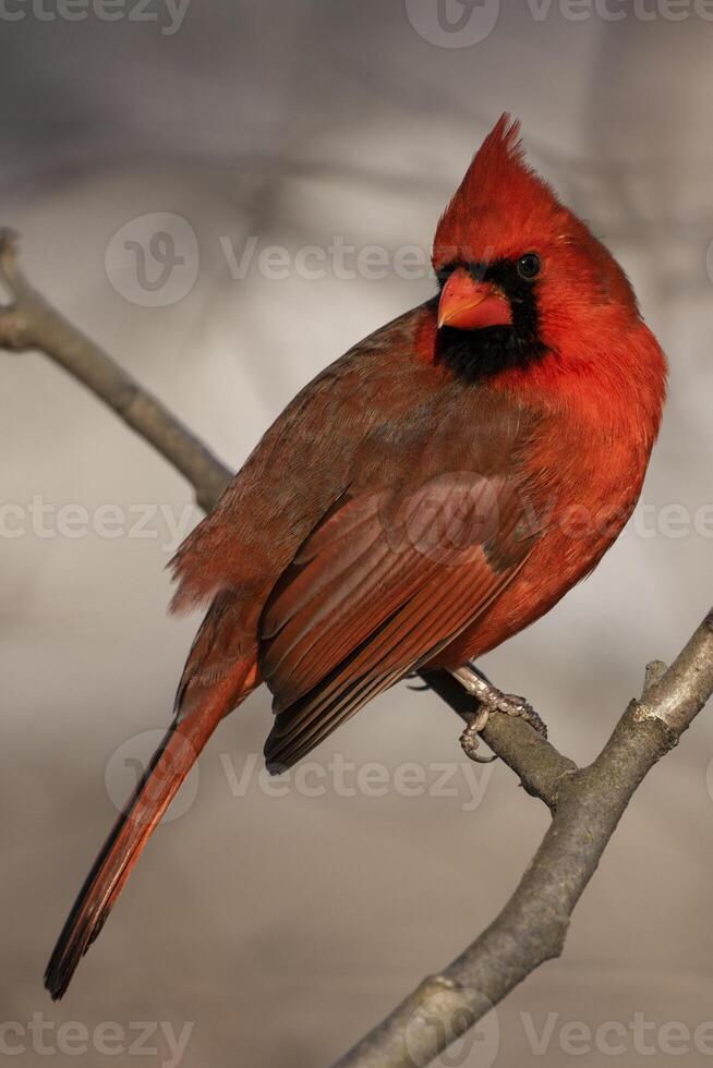 Northern Cardinal Perched on Branch photo