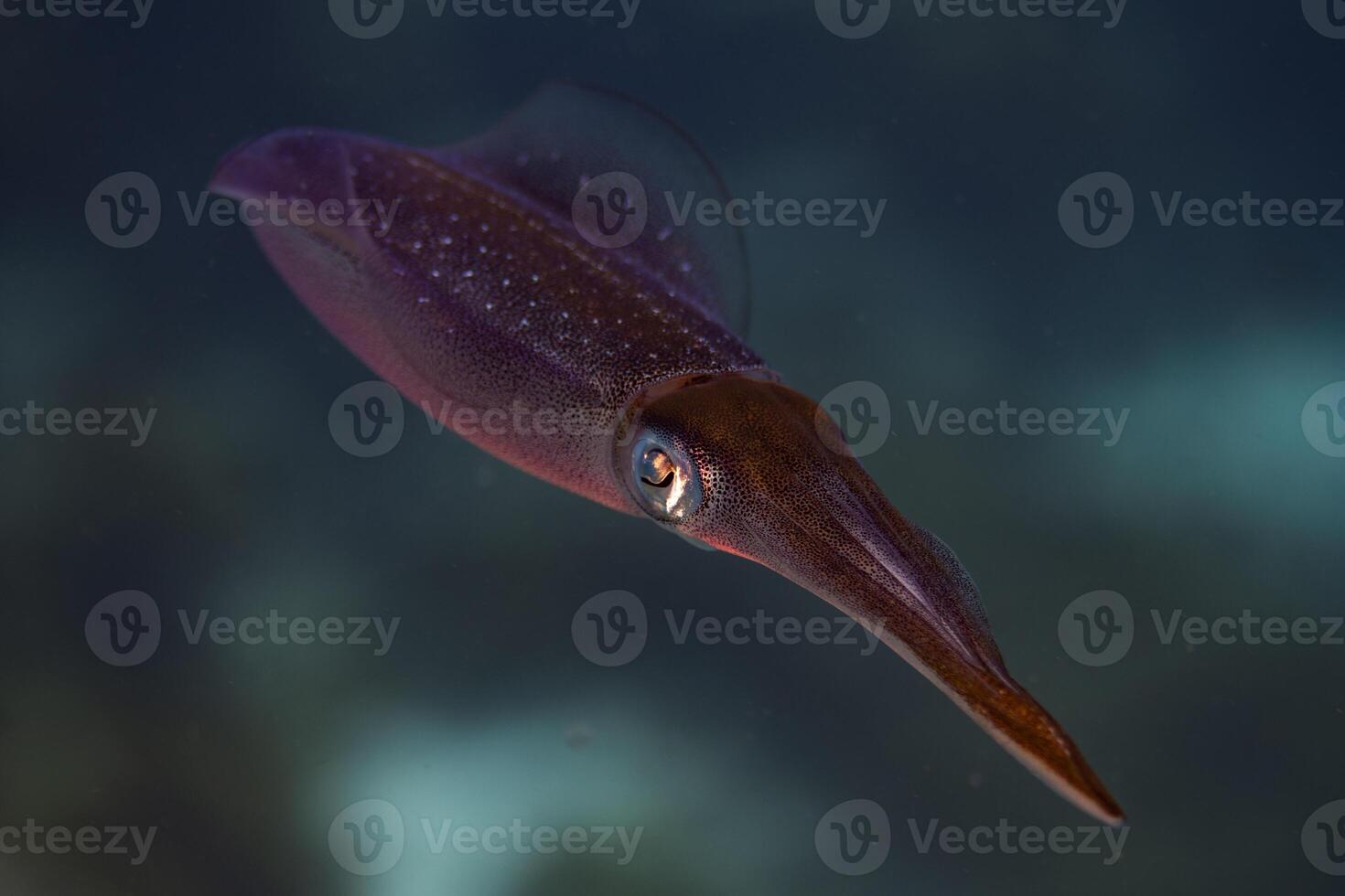 Caribbean Reef Squid photo
