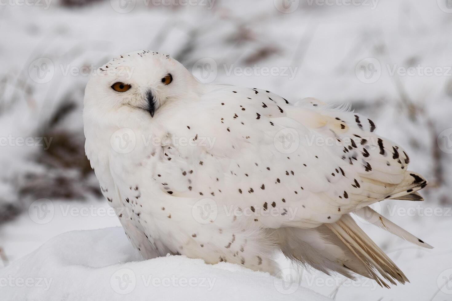 Snowy Owl in a field photo