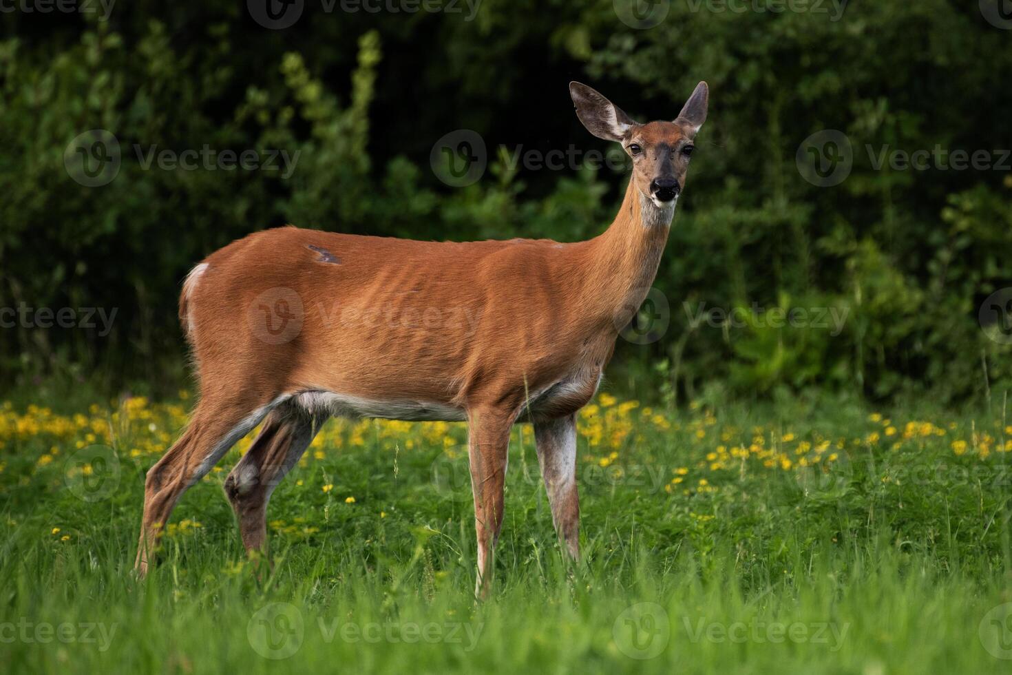 White-tailed Deer in Field photo