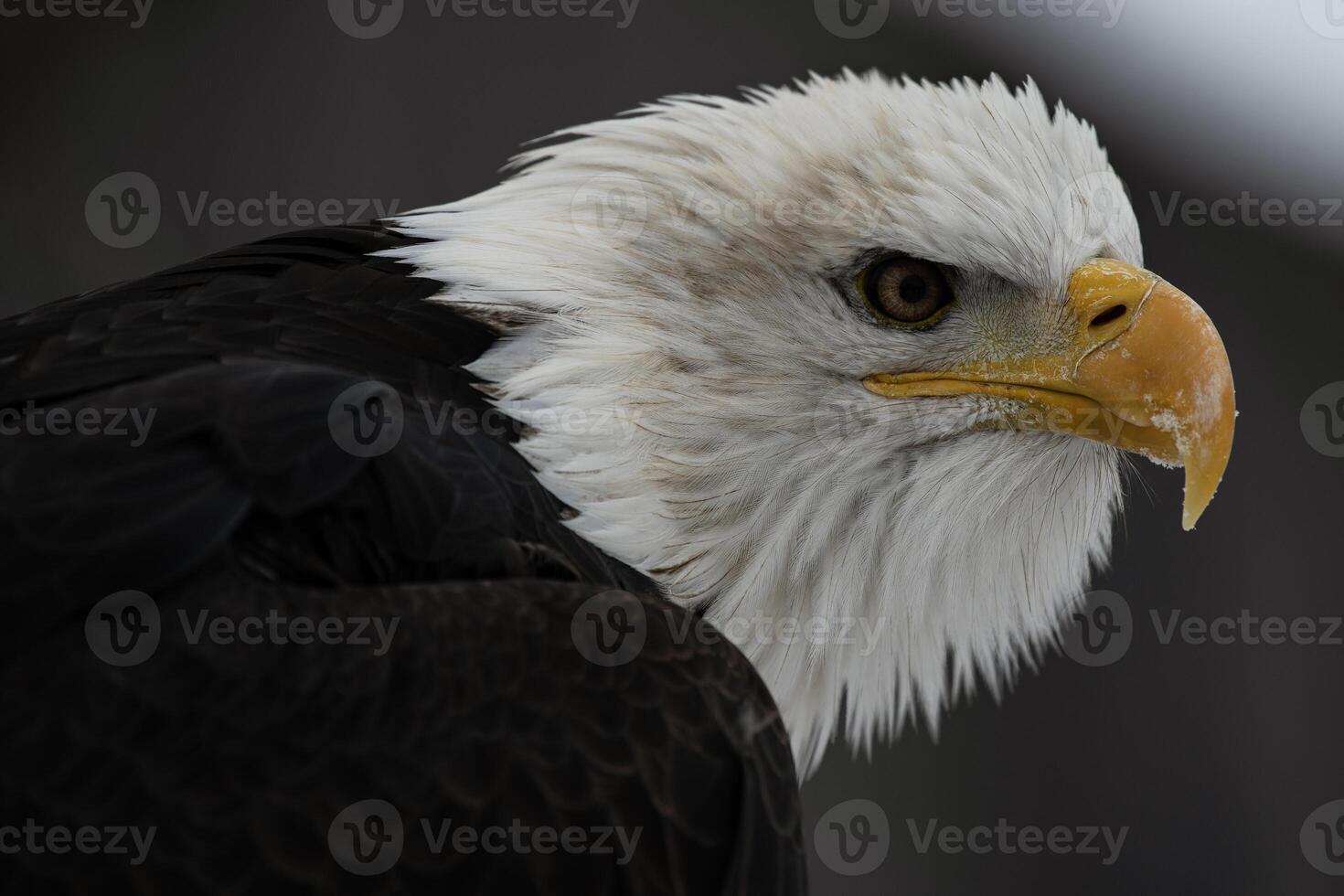 Bald Eagle Portrait Close Up photo