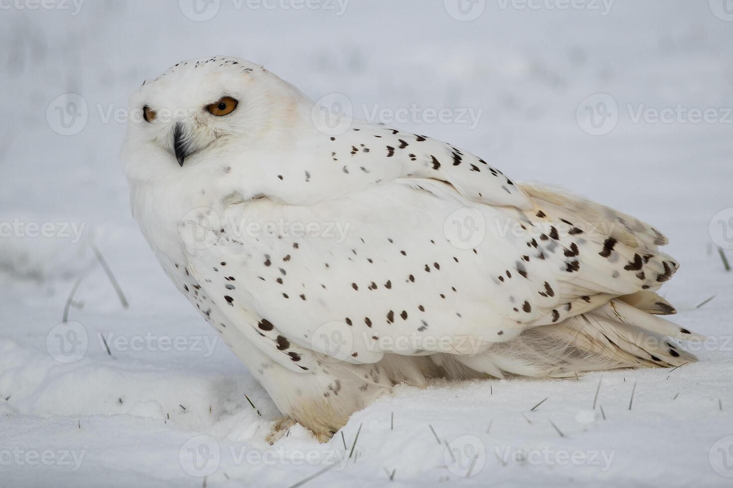 Snowy Owl in a field photo
