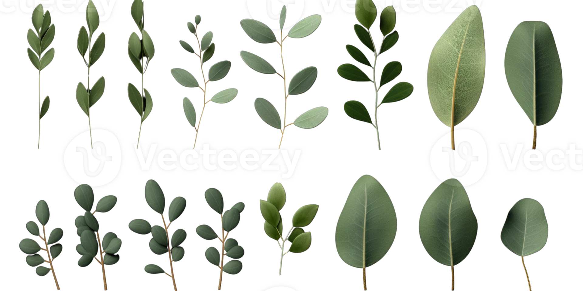 Set of Green Eucalyptus Leaf Stem on Background. png