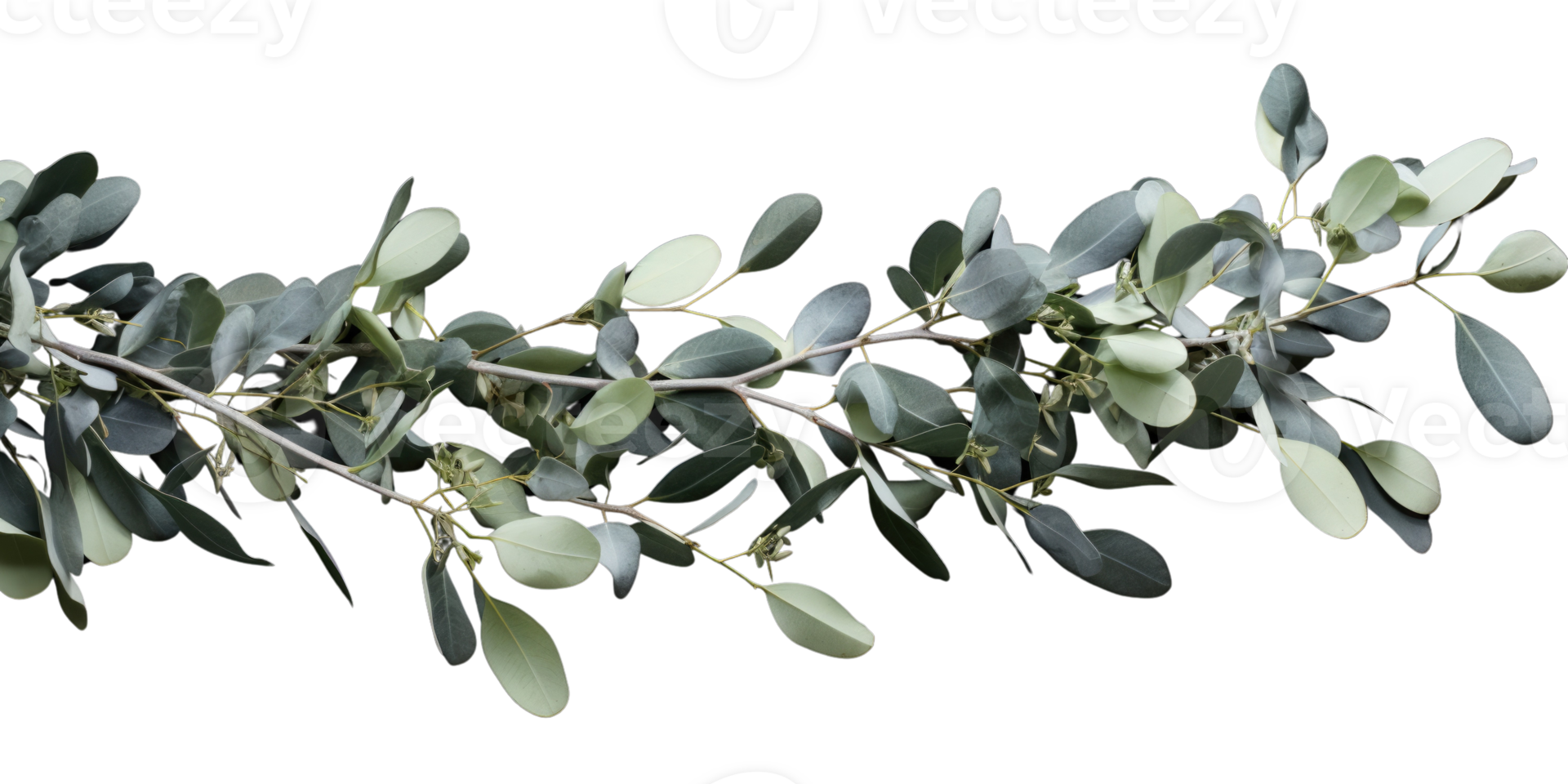 Eucalyptus branch isolated photogenic on background png
