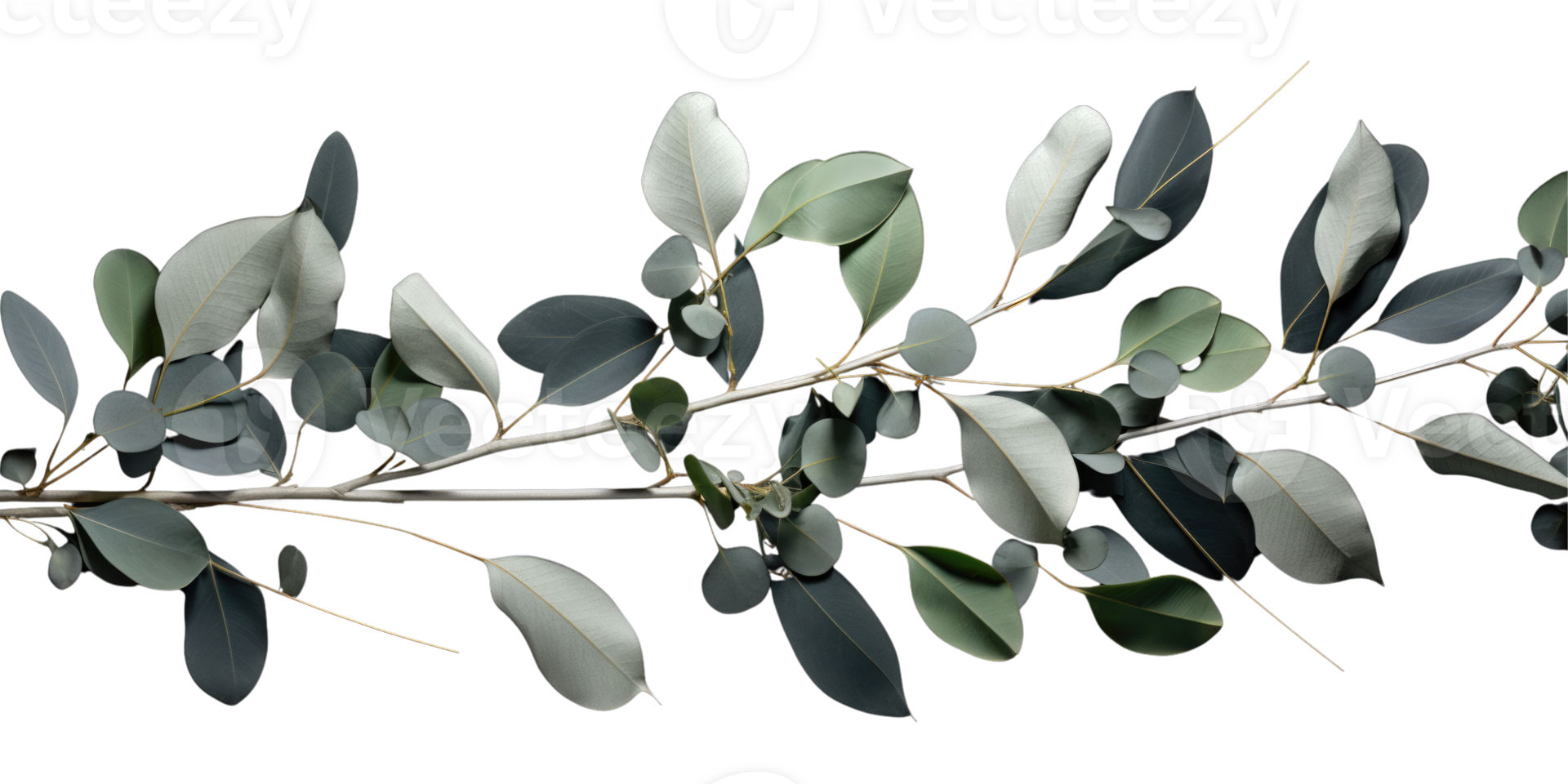 Eucalyptus branch isolated photogenic on background png