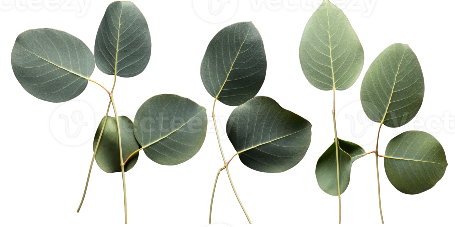 Set of Green Eucalyptus Leaf Stem on Background. png