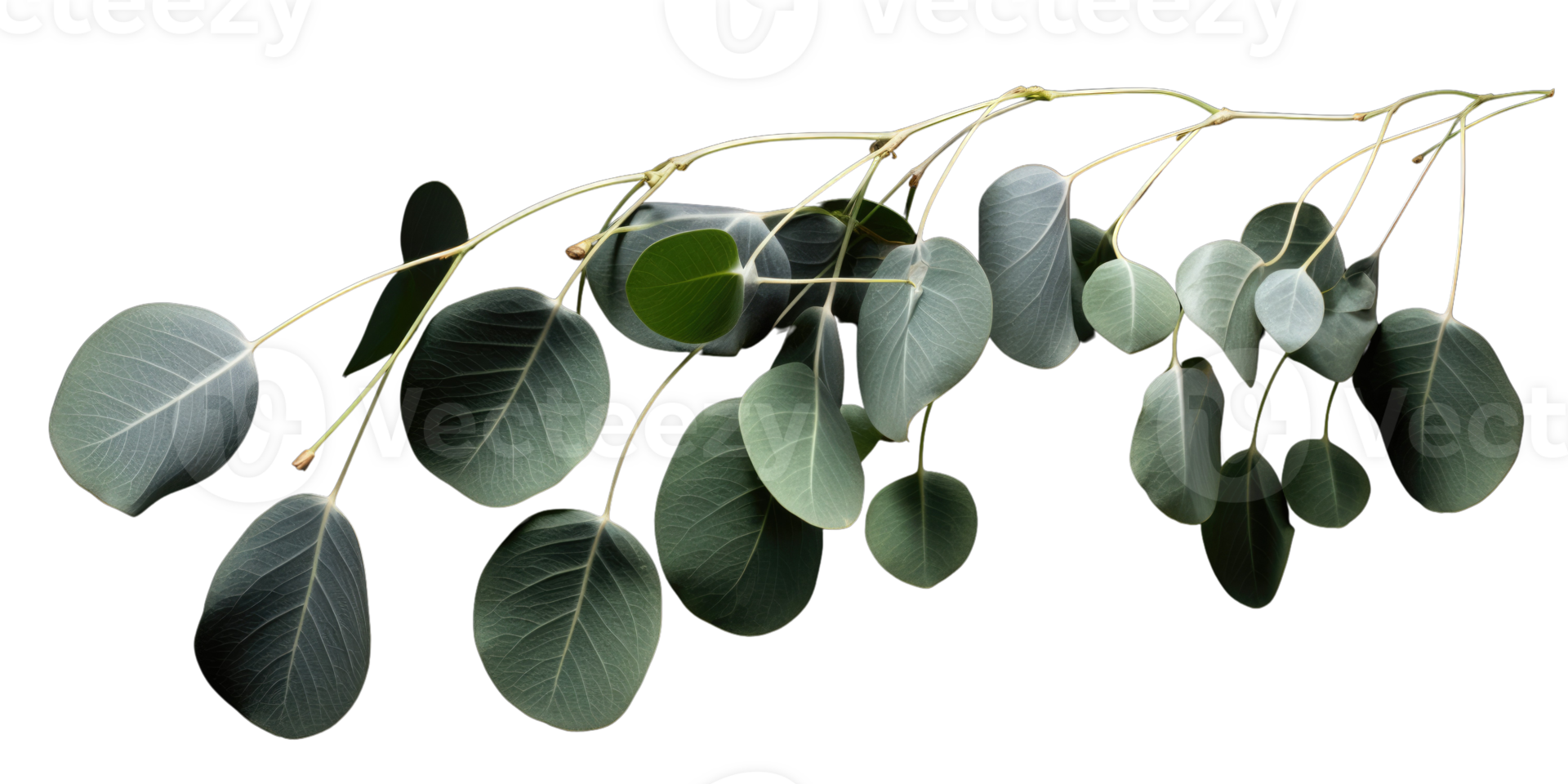 Eucalyptus branch isolated photogenic on background png