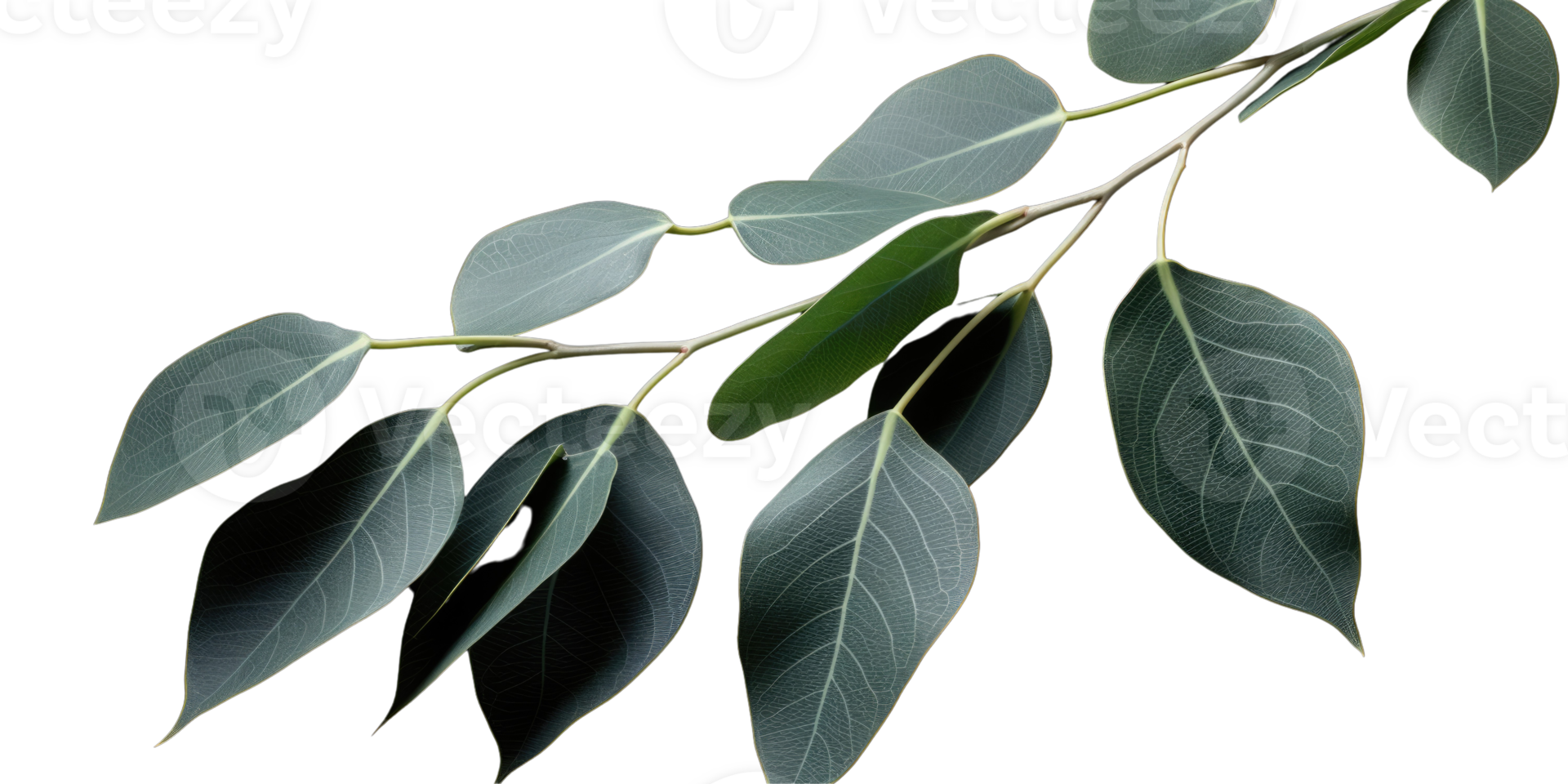 Eucalyptus branch isolated photogenic on background png