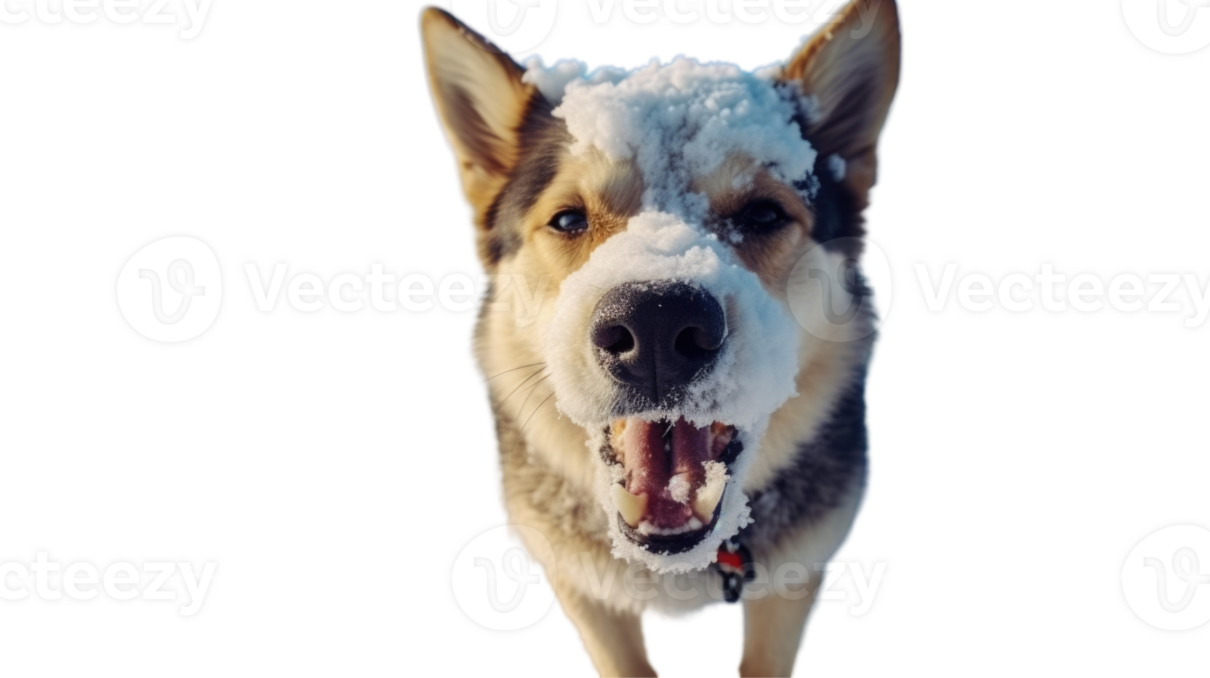 German Shepherd Dog Barking with Snow on His Nose, Photo. png
