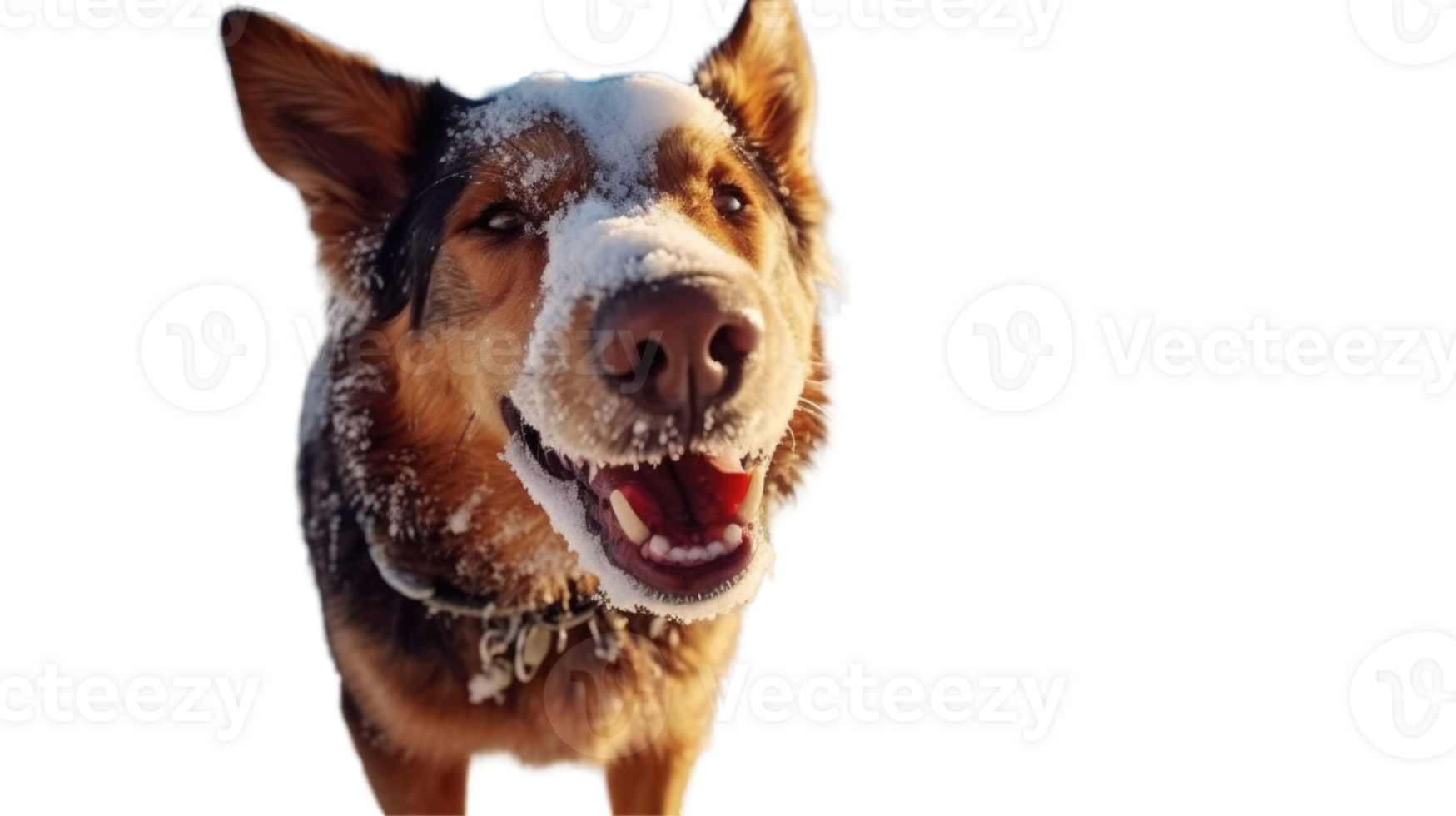 German Shepherd Dog Barking with Snow on His Nose, Photo. png