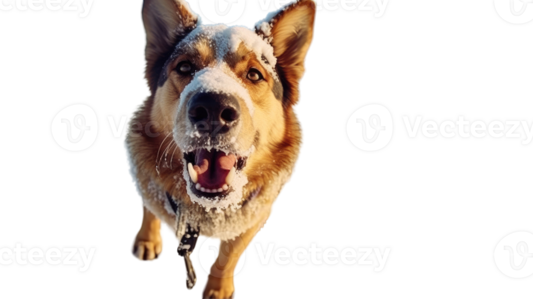 German Shepherd Dog Barking with Snow on His Nose, Photo. png
