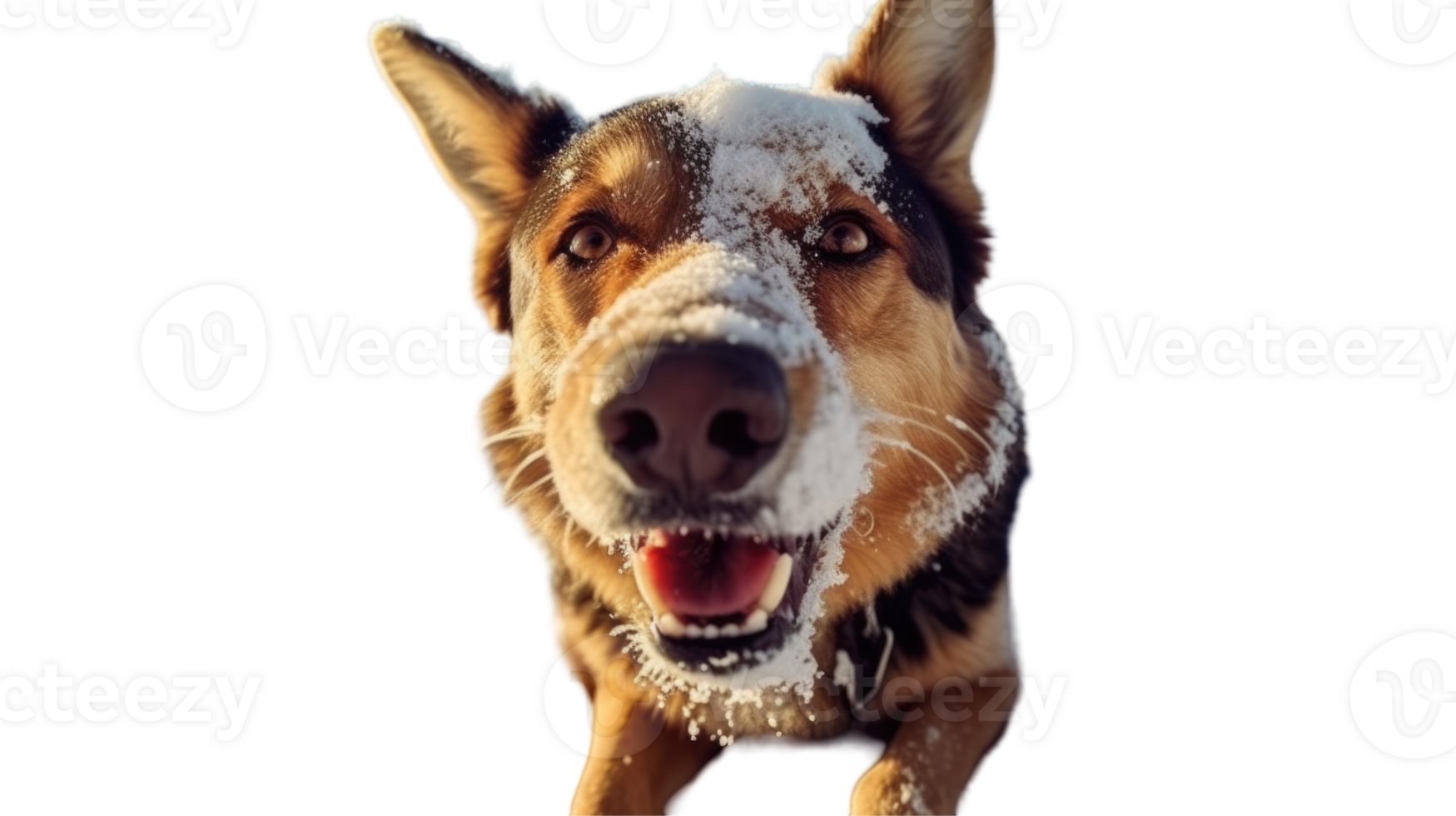 German Shepherd Dog Barking with Snow on His Nose, Photo. png