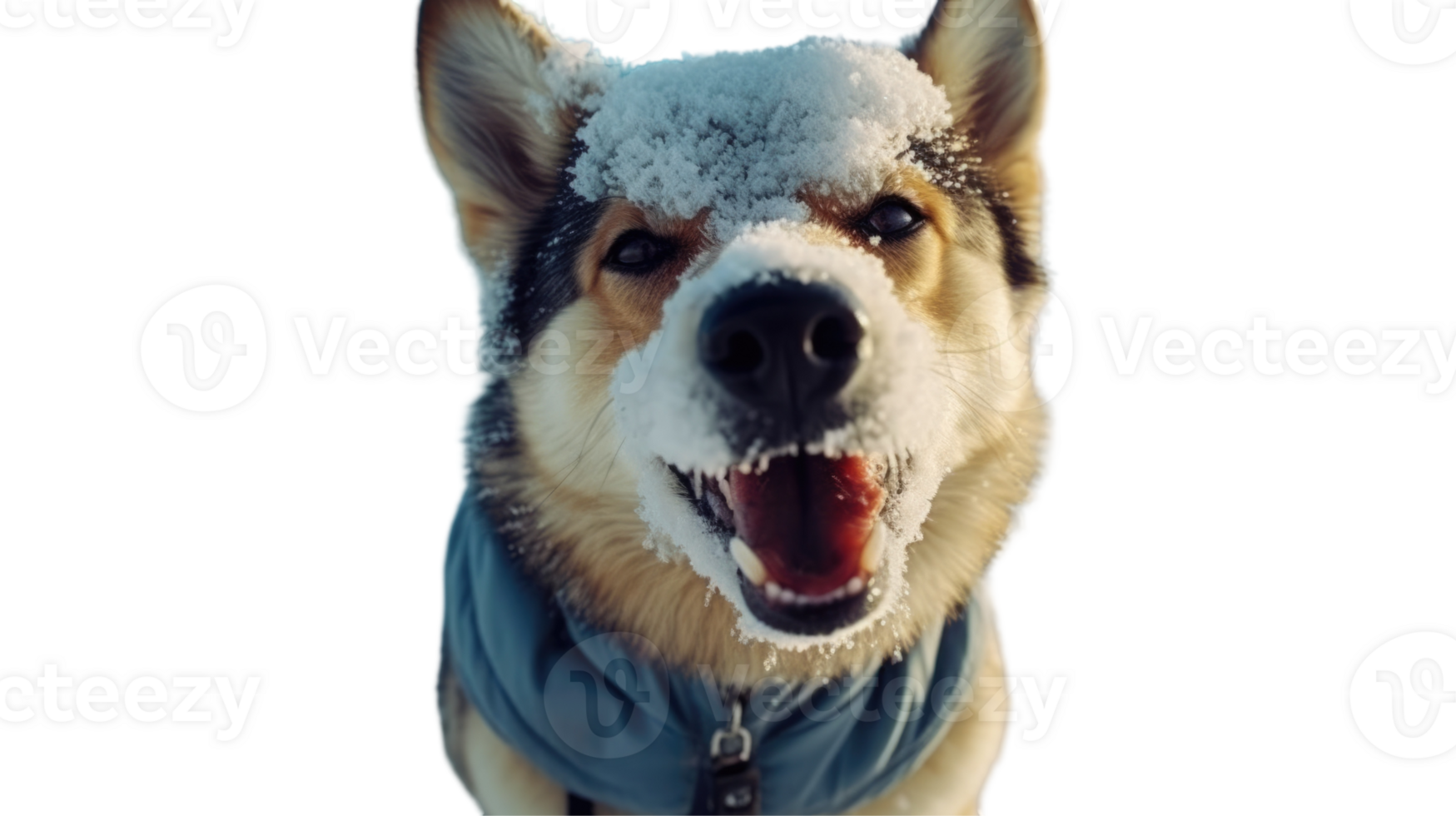 German Shepherd Dog Barking with Snow on His Nose, Photo. png