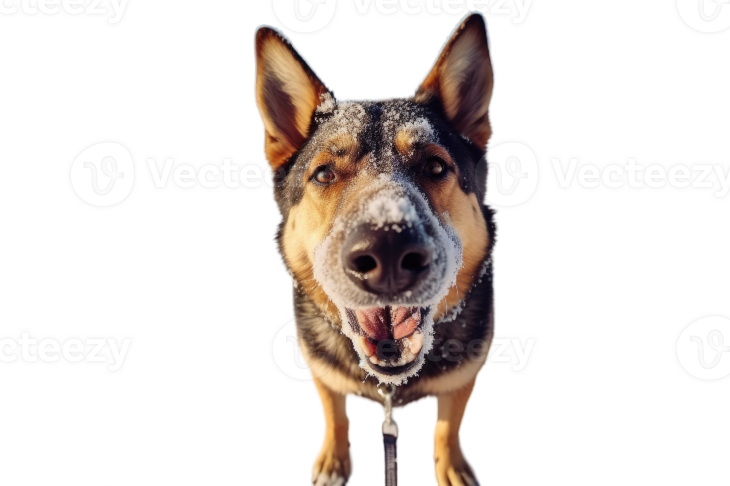German Shepherd Dog Barking with Snow on His Nose, Photo. png