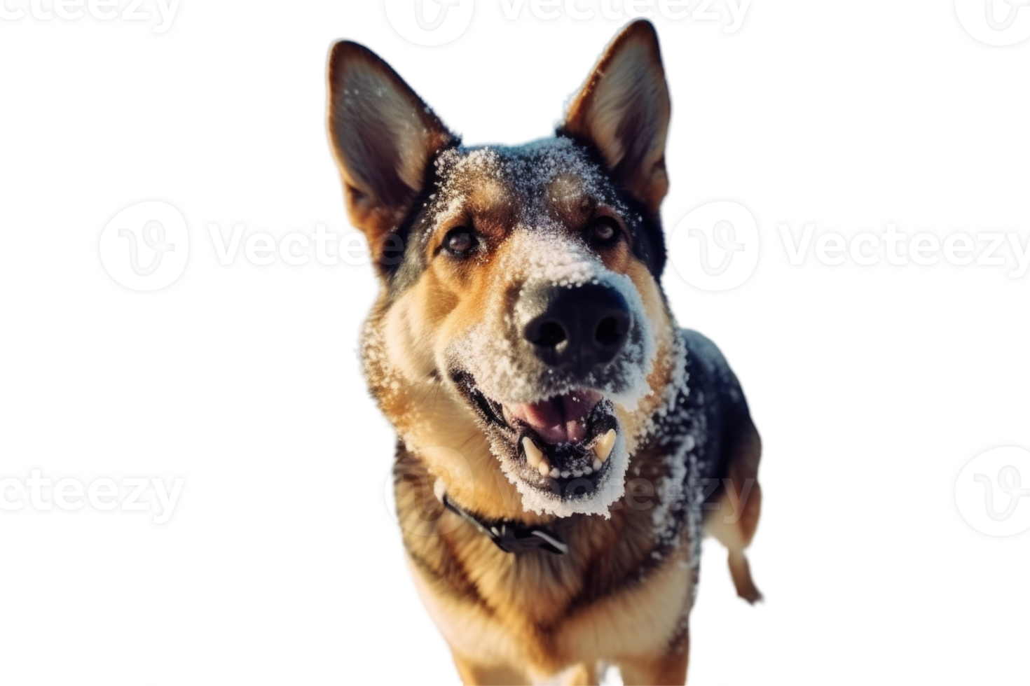 German Shepherd Dog Barking with Snow on His Nose, Photo. png