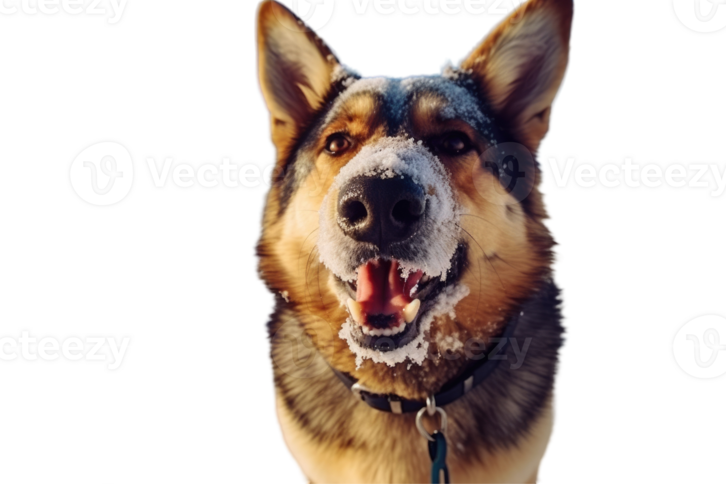 German Shepherd Dog Barking with Snow on His Nose, Photo. png