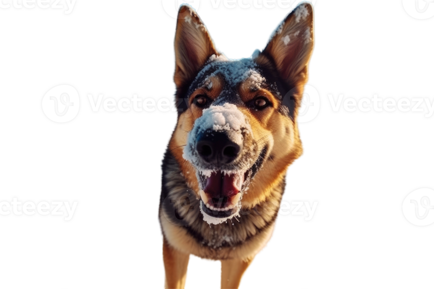 German Shepherd Dog Barking with Snow on His Nose, Photo. png