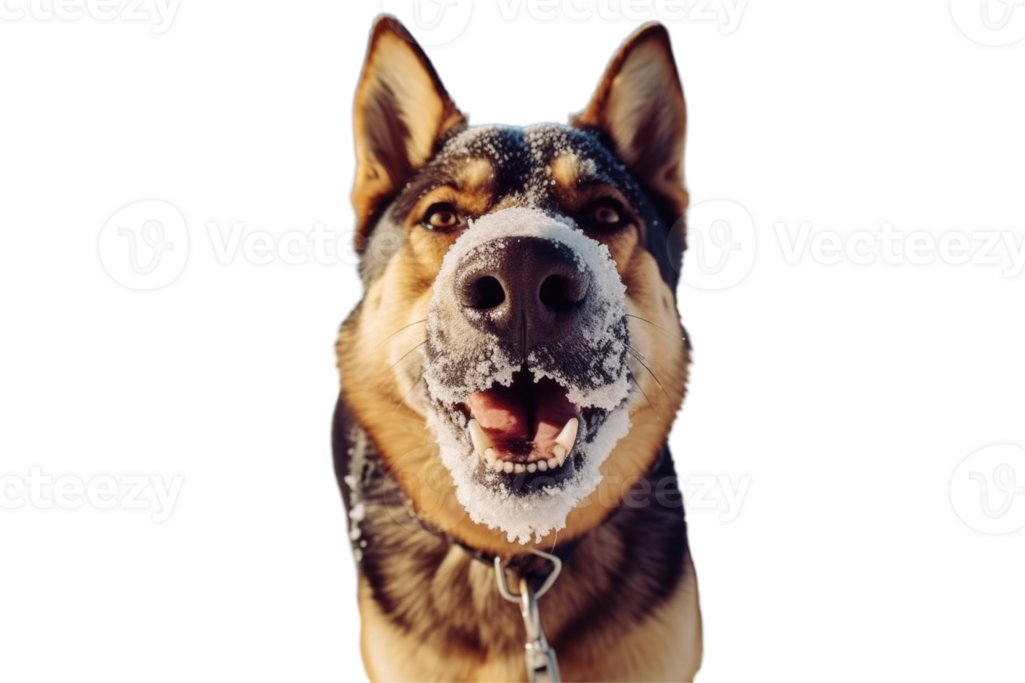 German Shepherd Dog Barking with Snow on His Nose, Photo. png