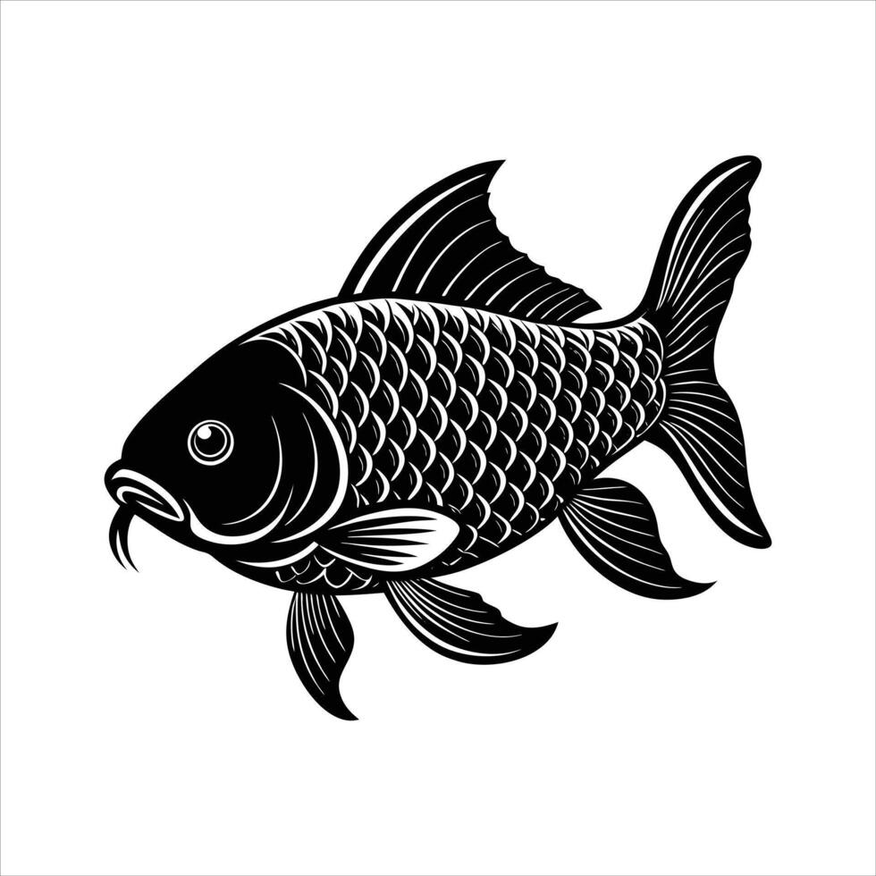 Common Carp Cyprinus carpio vector