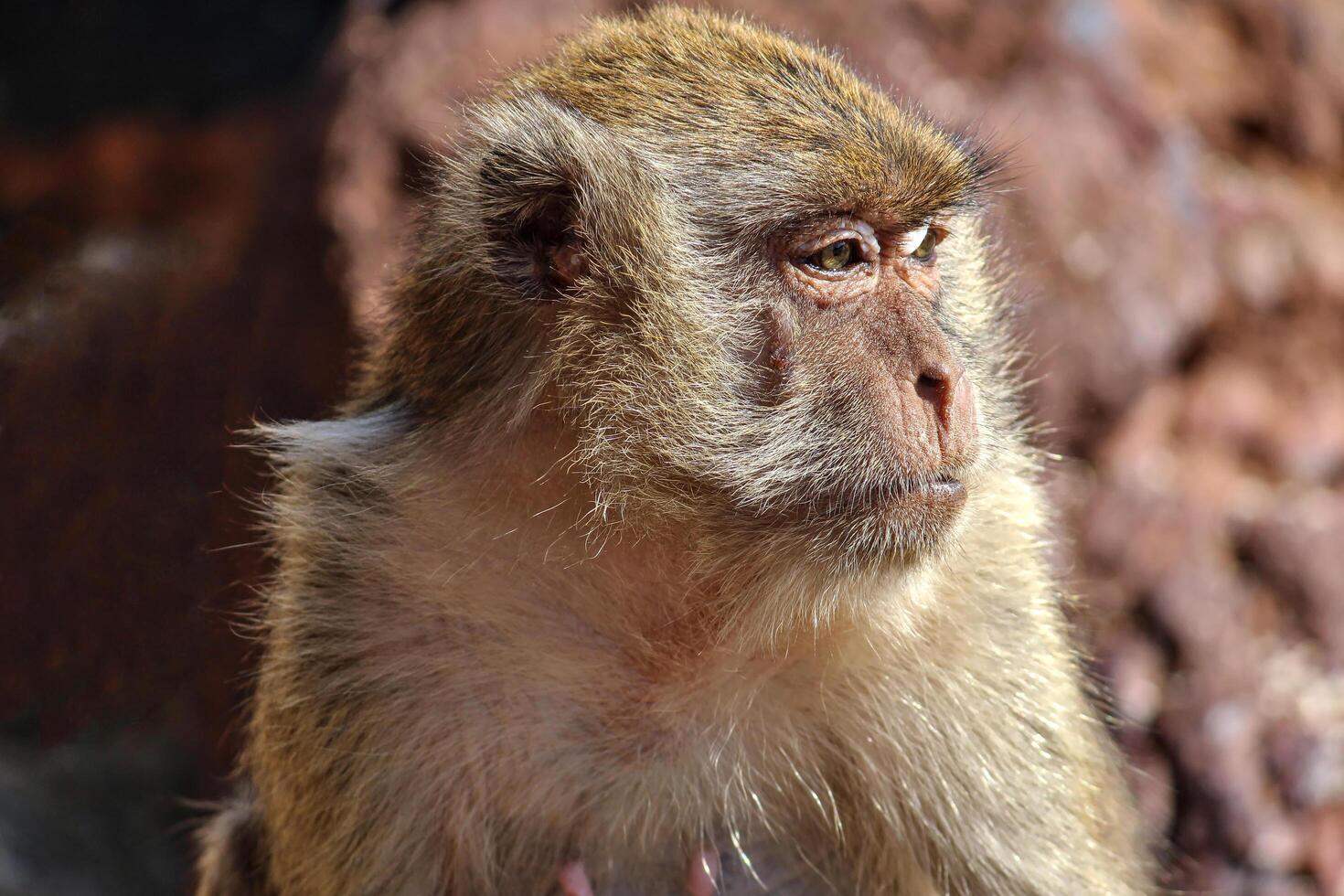 The monkey is sitting thinking about something or looking at something very interesting in front of him. photo