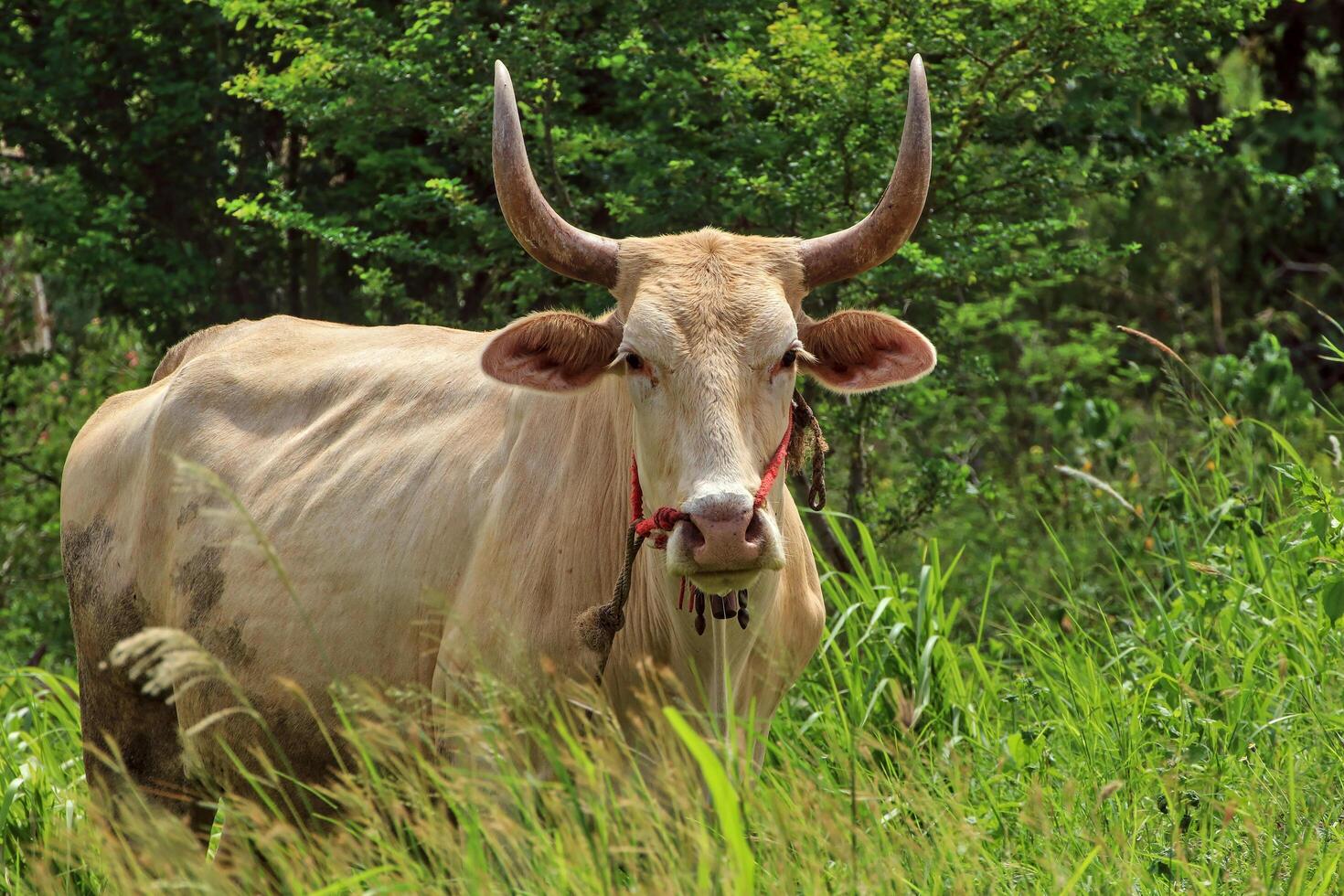 The white bull had sharp horns on its head. that bends and is large photo