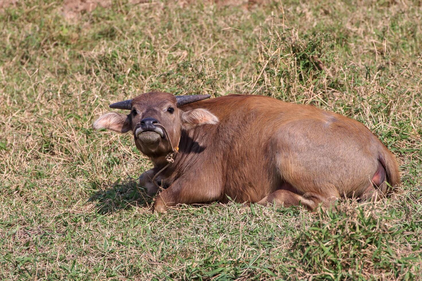 Brown buffalo lying on the grass in the open field. photo
