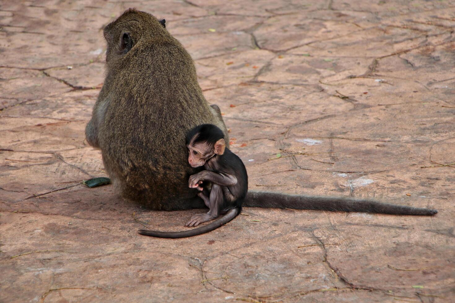 A mother monkey is sitting on the ground with her baby curled up and hiding behind her back. photo