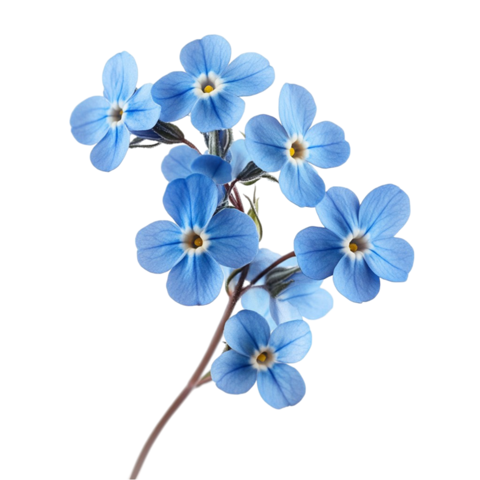 Forget-Me-Not Flowers Stems png