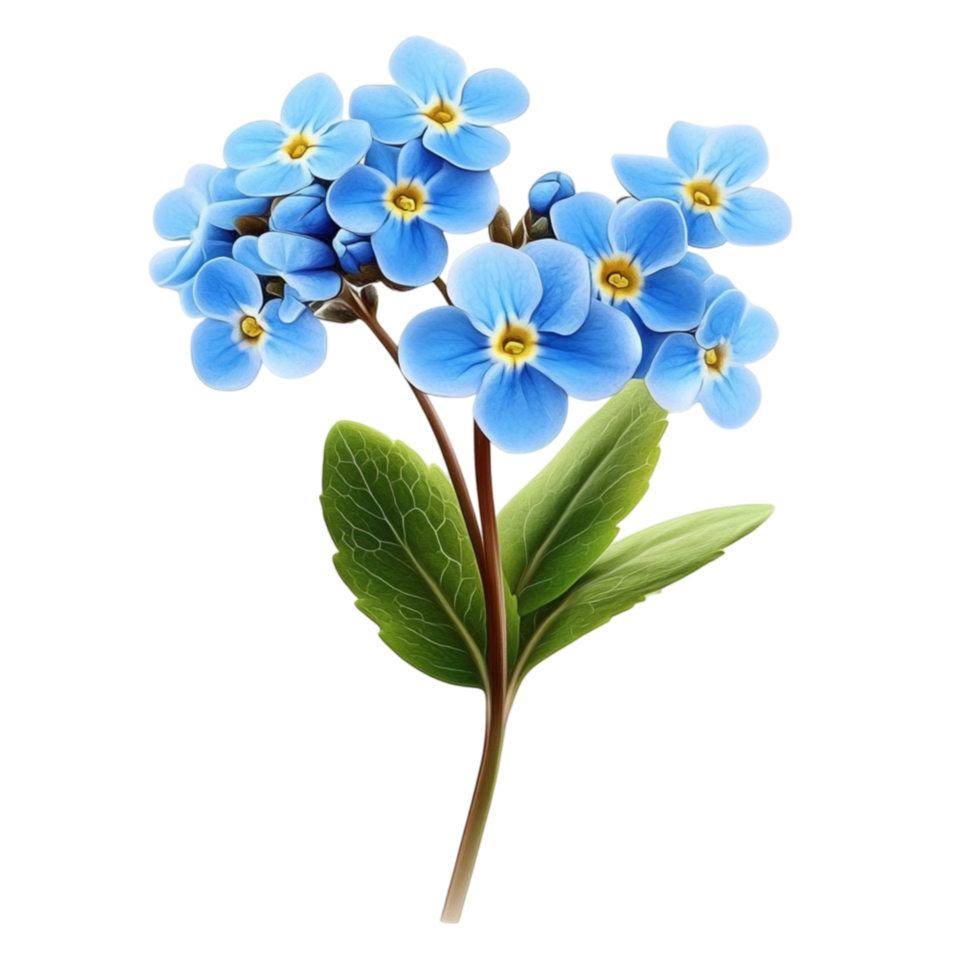 Forget-Me-Nots Cluster with Branch png