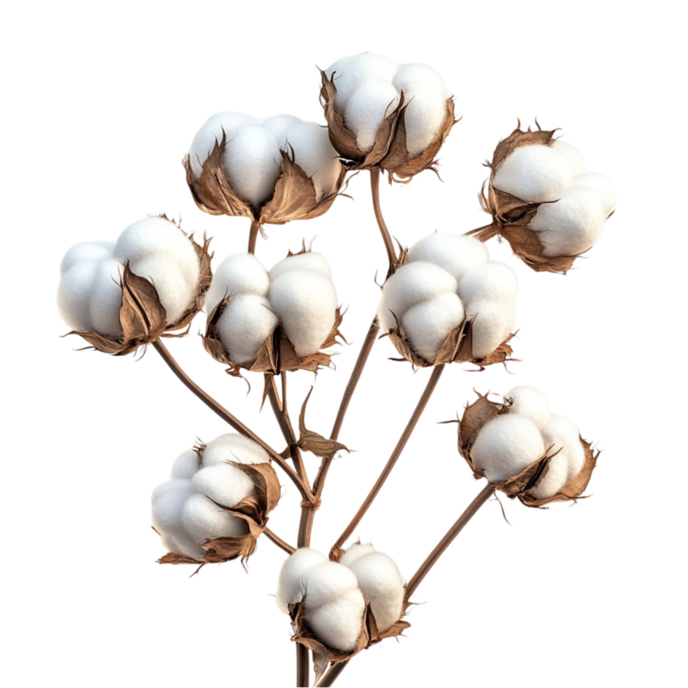Cotton Plant Bolls png