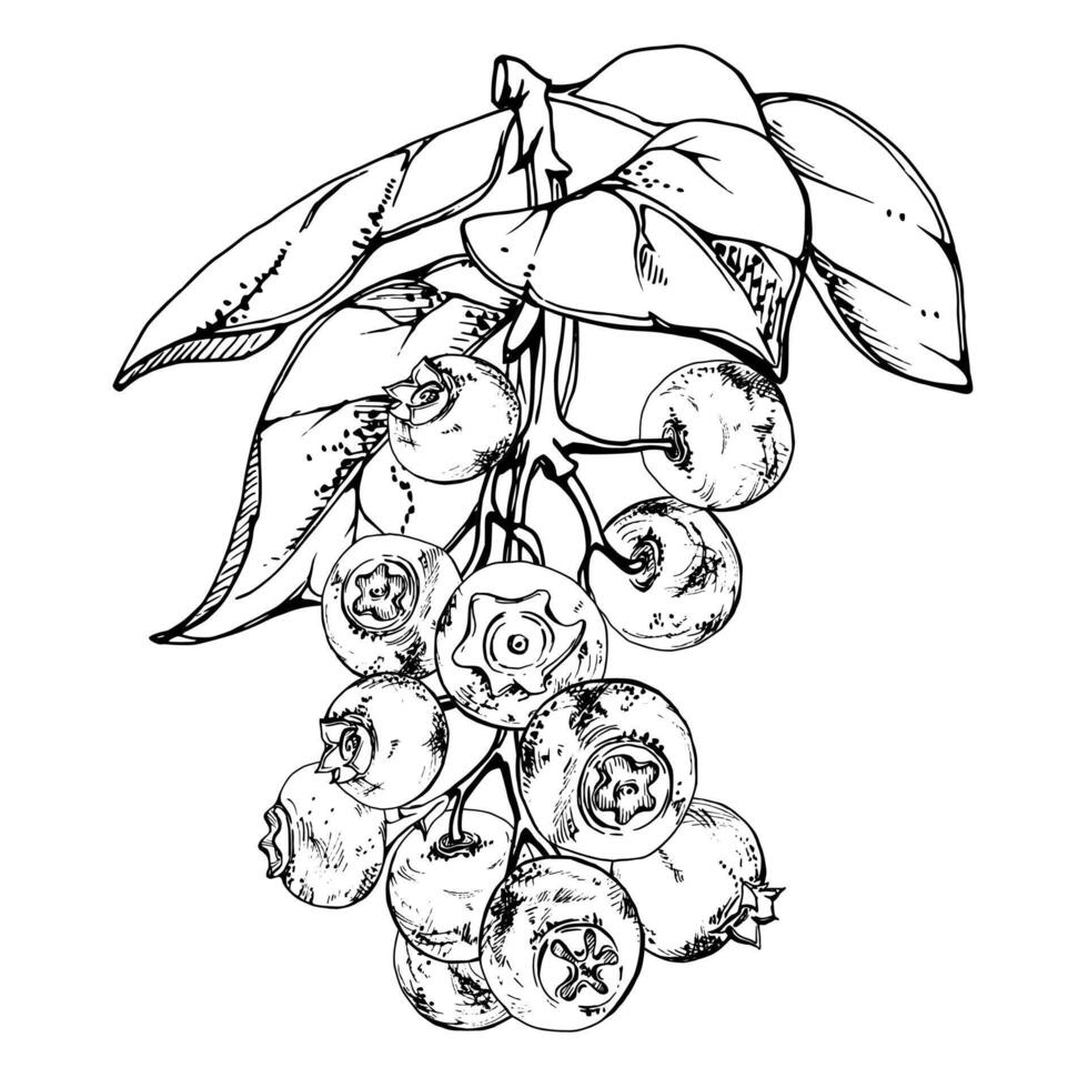 Blueberry blackberry with plant leaves on branch, hand drawn in ink , ripe forest berry cluster group. Isolated botanical illustration, for restaurant, dessert cafe menu, wedding, farmers market vector