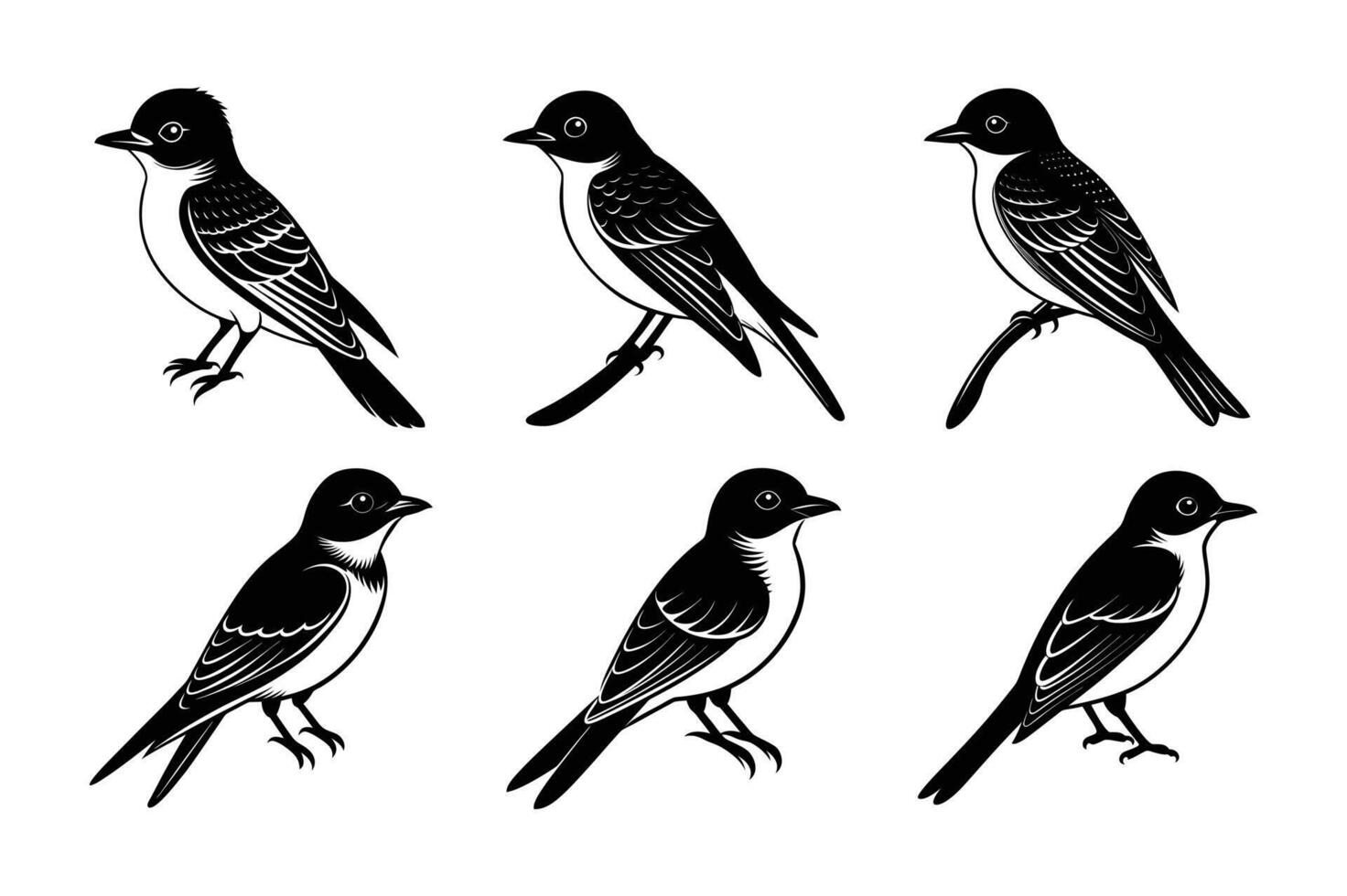 Eastern Kingbird bird vector
