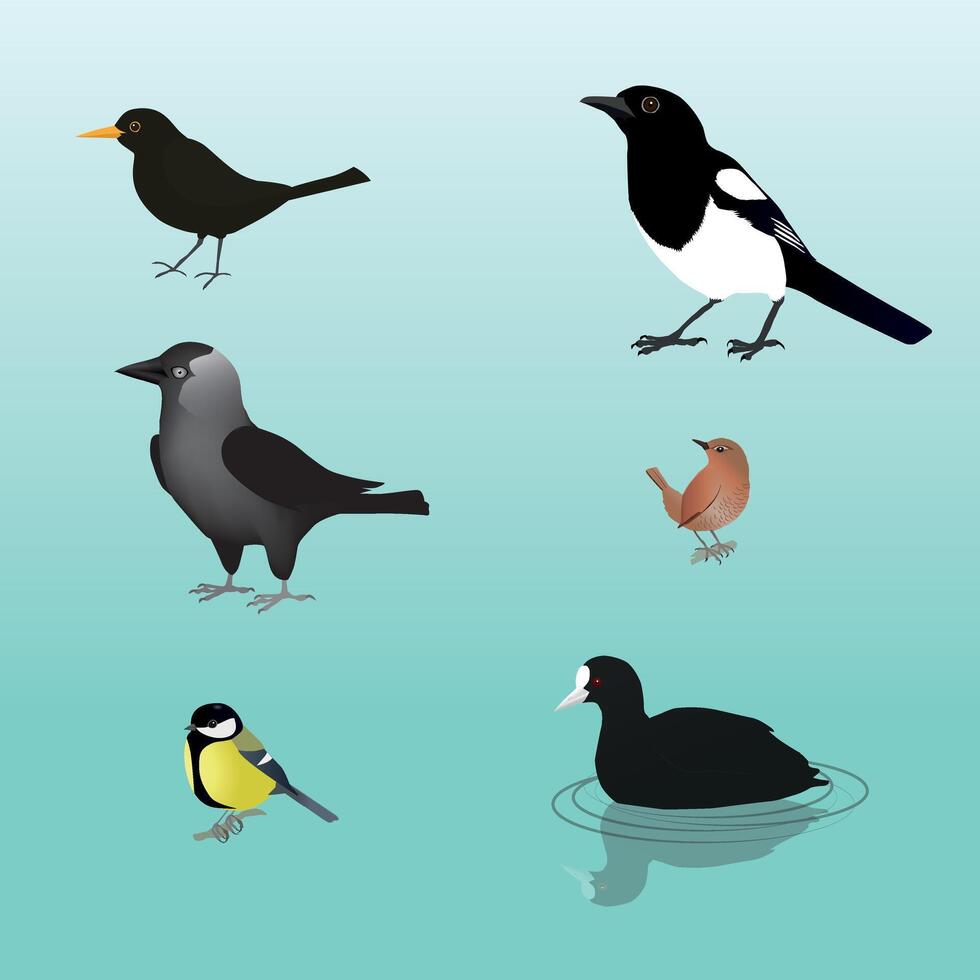 Bird collection of six birds vector