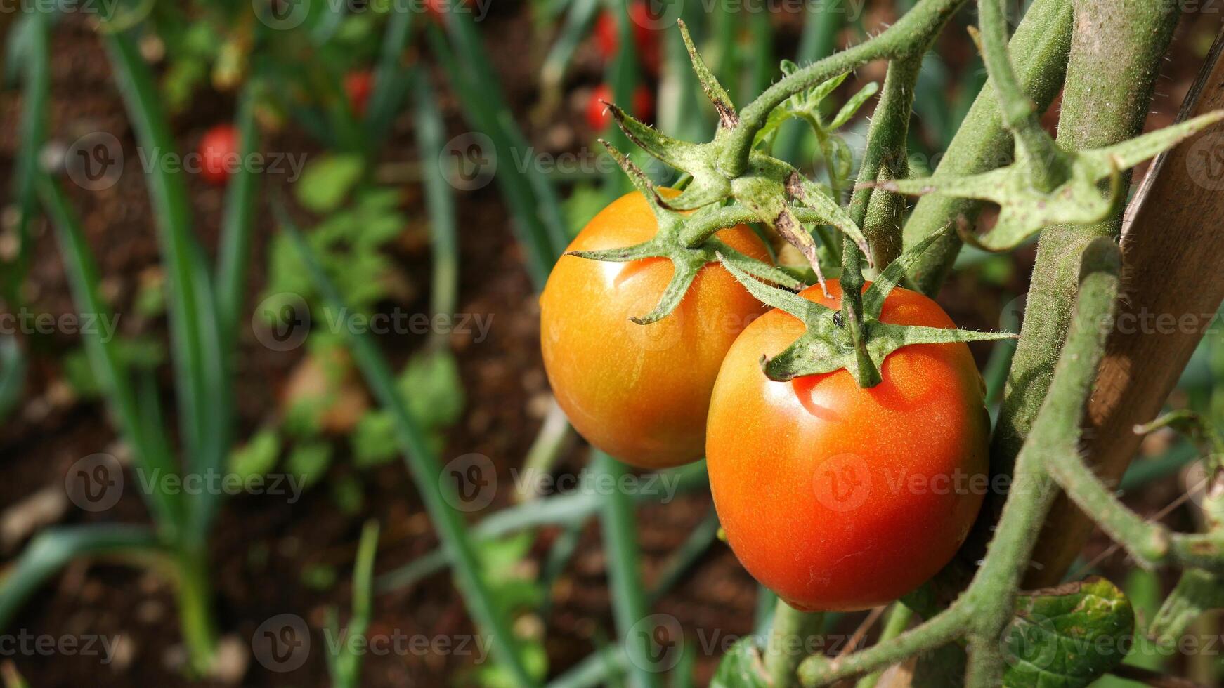 Close up red tomato fruit hanging from plant stems supported by wood. In the background, leek plants are blurred. photo