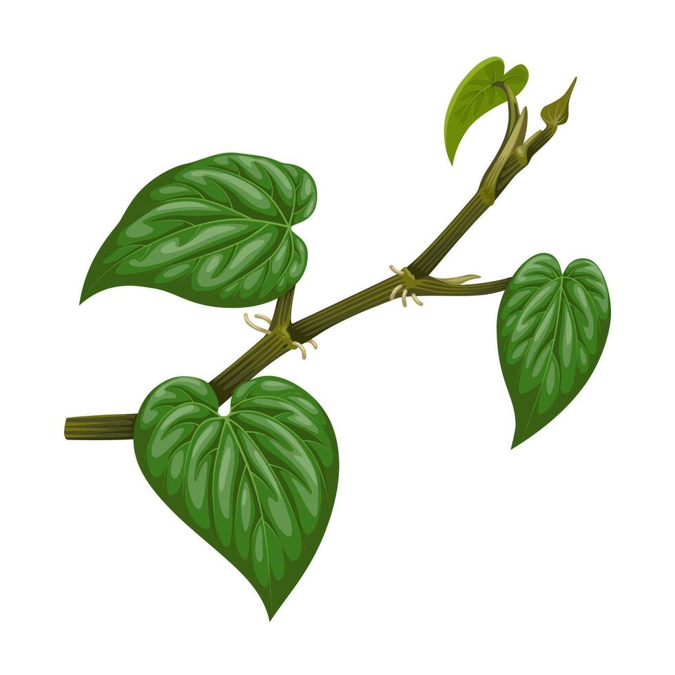 Illustration of betel leaf, scientific name Piper betle, isolated on white background. vector