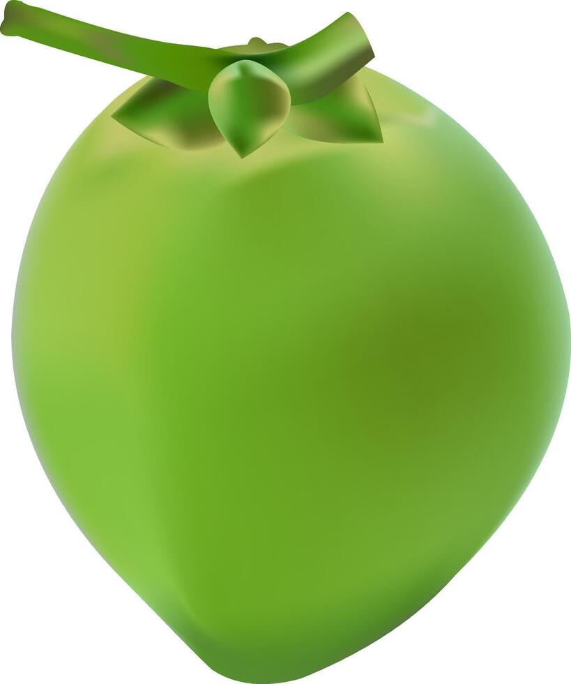 illustration of a single green coconut design on a white background vector