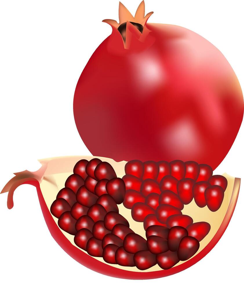 illustration of a single pomegranate design on a white background vector