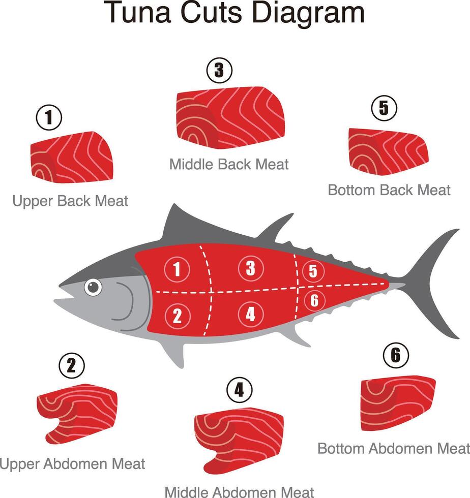 Tuna fish cuts diagram, illustration vector