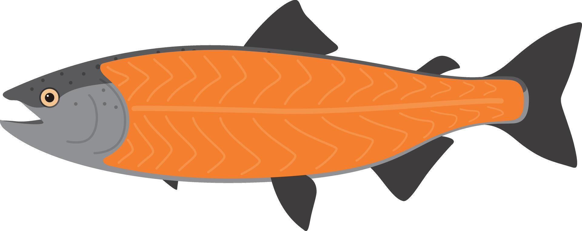 Salmon meat, seafood raw part, illustration vector
