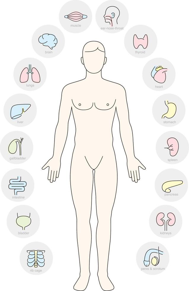 Man Internal Organs Infographic Poster vector