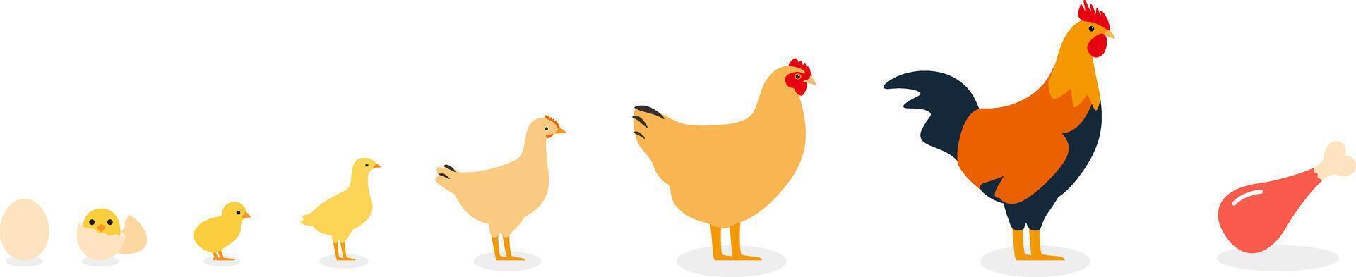 The life of a chicken, different ages of chicken, illustration vector