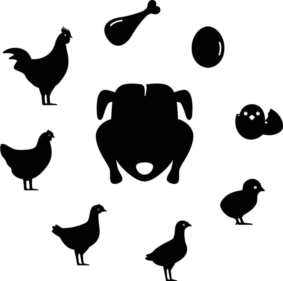 The life of a chicken, different ages of chicken, illustration vector