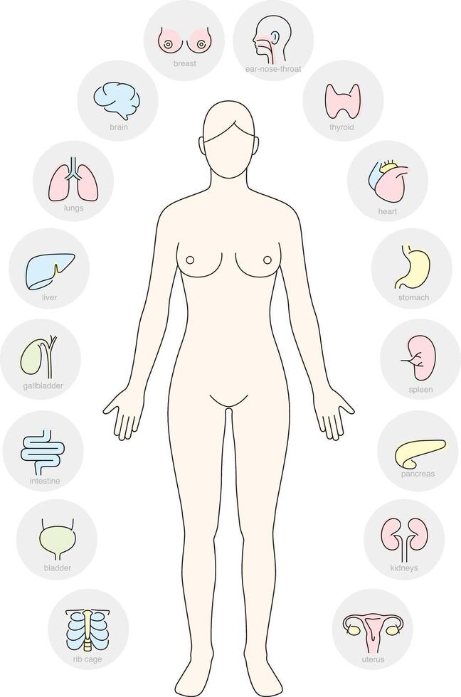 woman Internal Organs Infographic Poster vector